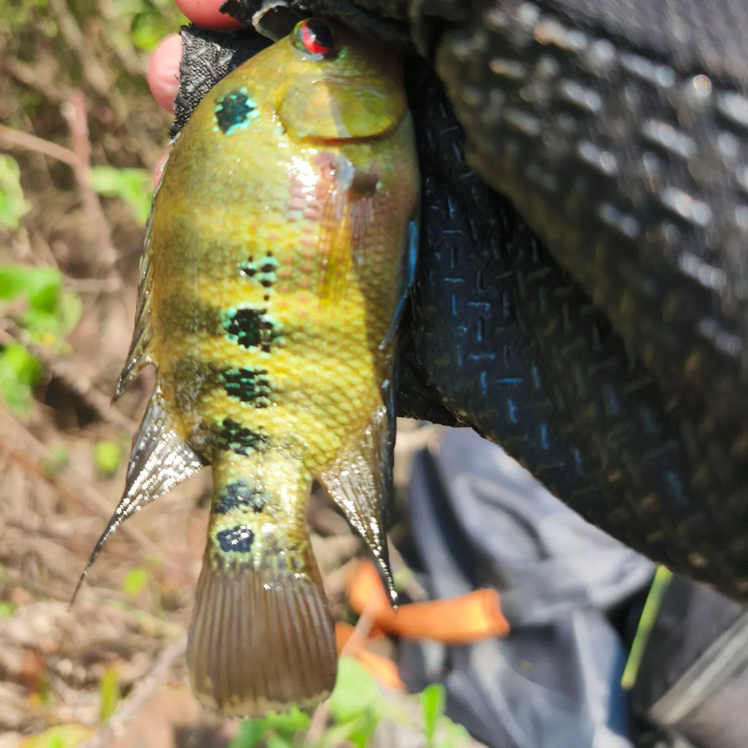 The most recent Redbreast tilapia catches on Fishbrain