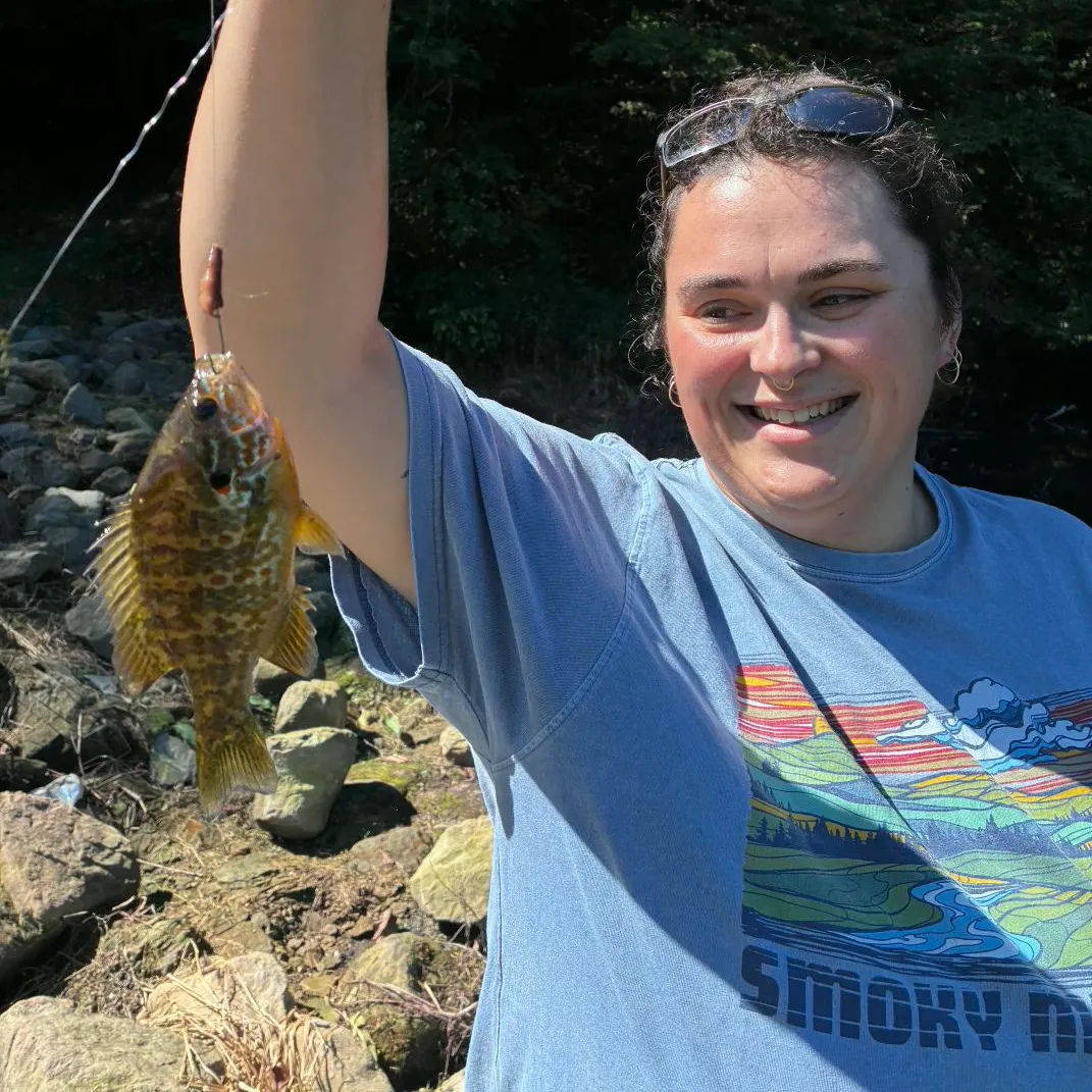 Pumpkinseed caught on Fishbrain