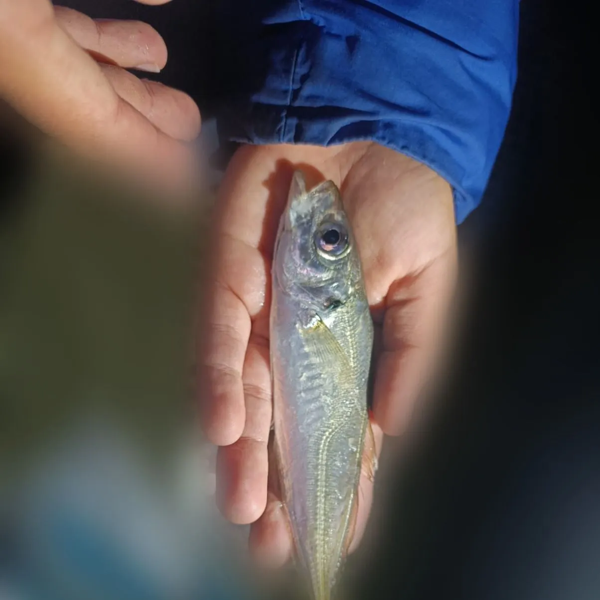 The most recent Atlantic horse mackerel catches on Fishbrain