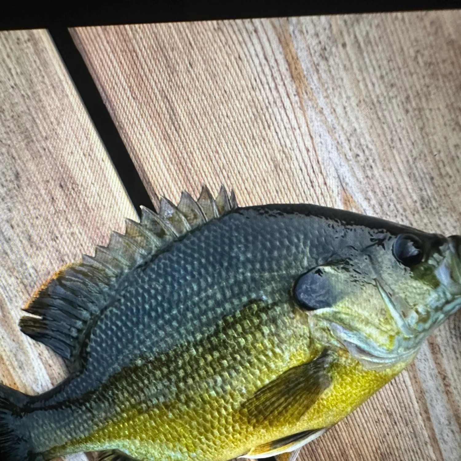 Green sunfish caught on Fishbrain