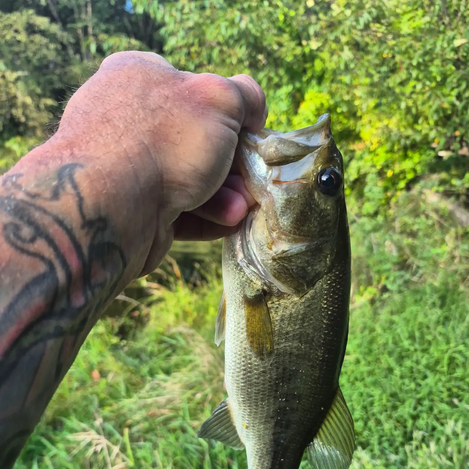 Fish caught on Fishbrain