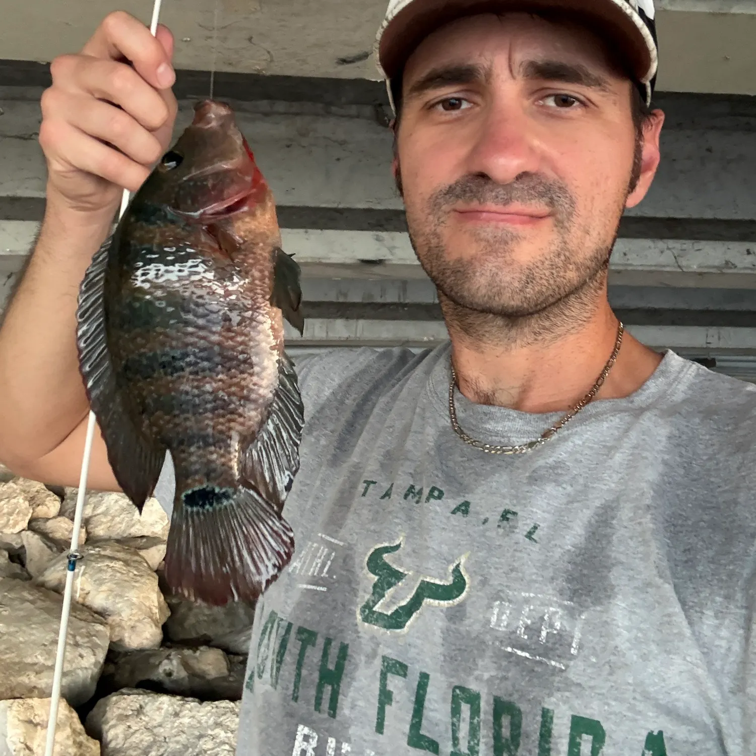The most recent Mayan cichlid catches on Fishbrain