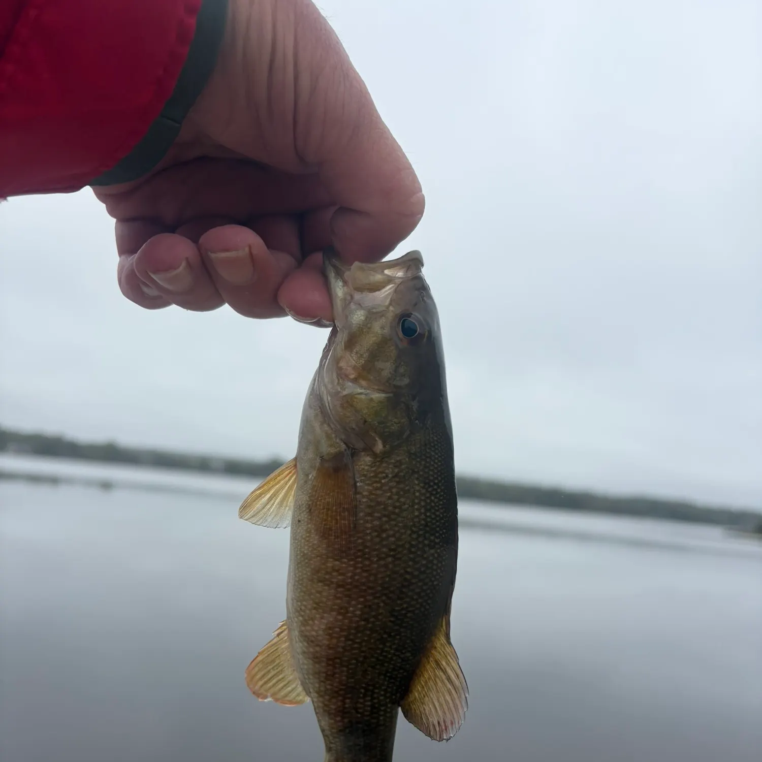 Smallmouth bass caught on Fishbrain