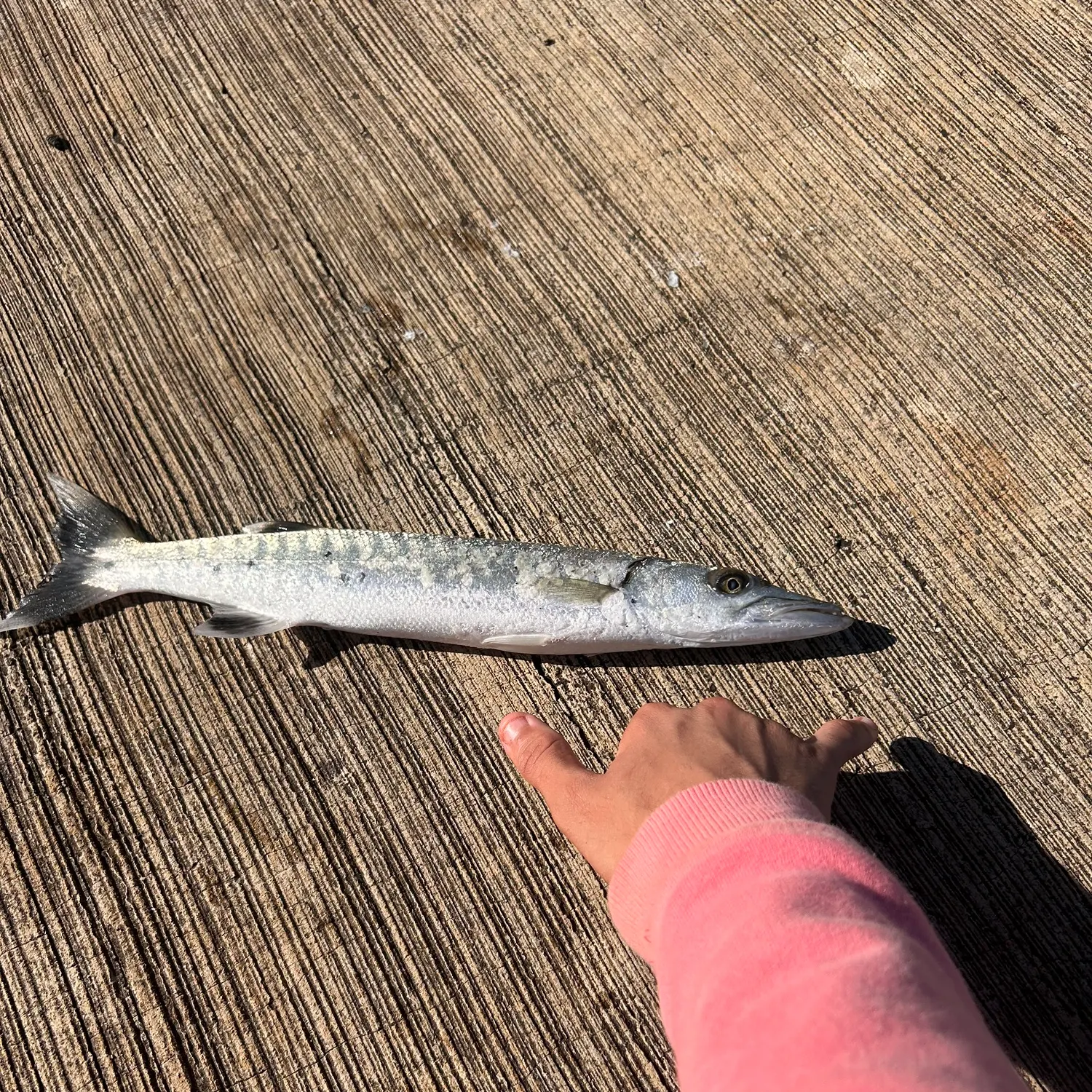 The most recent Great barracuda catches on Fishbrain
