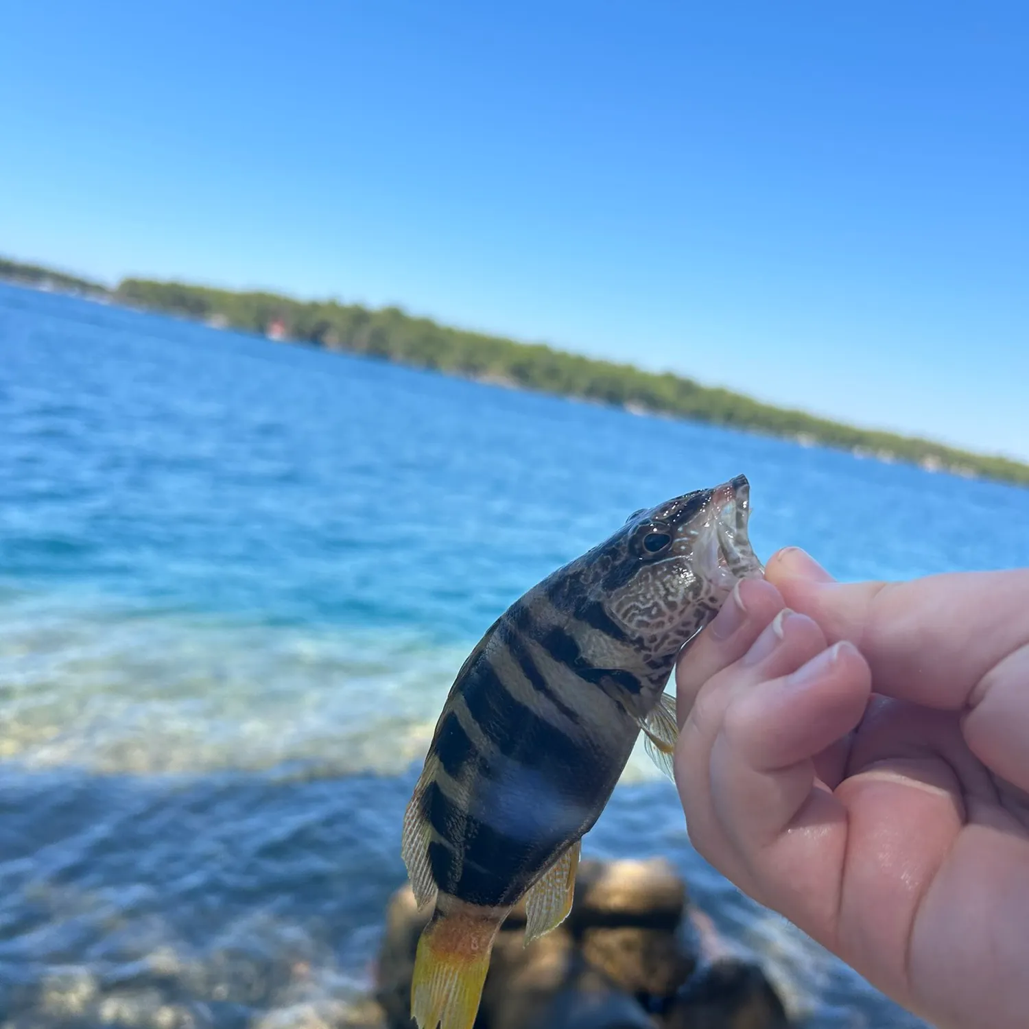 The most recent Painted comber catches on Fishbrain