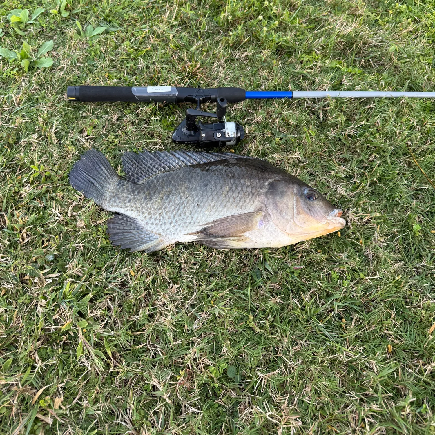 The most recent Nile tilapia catches on Fishbrain