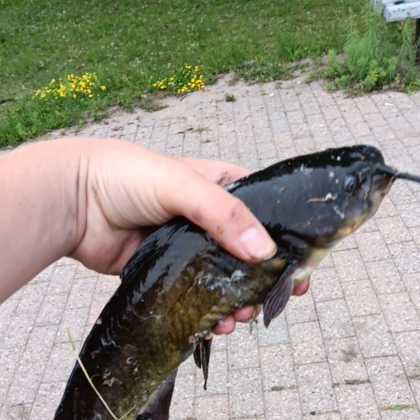 The most recent Brown bullhead catches on Fishbrain