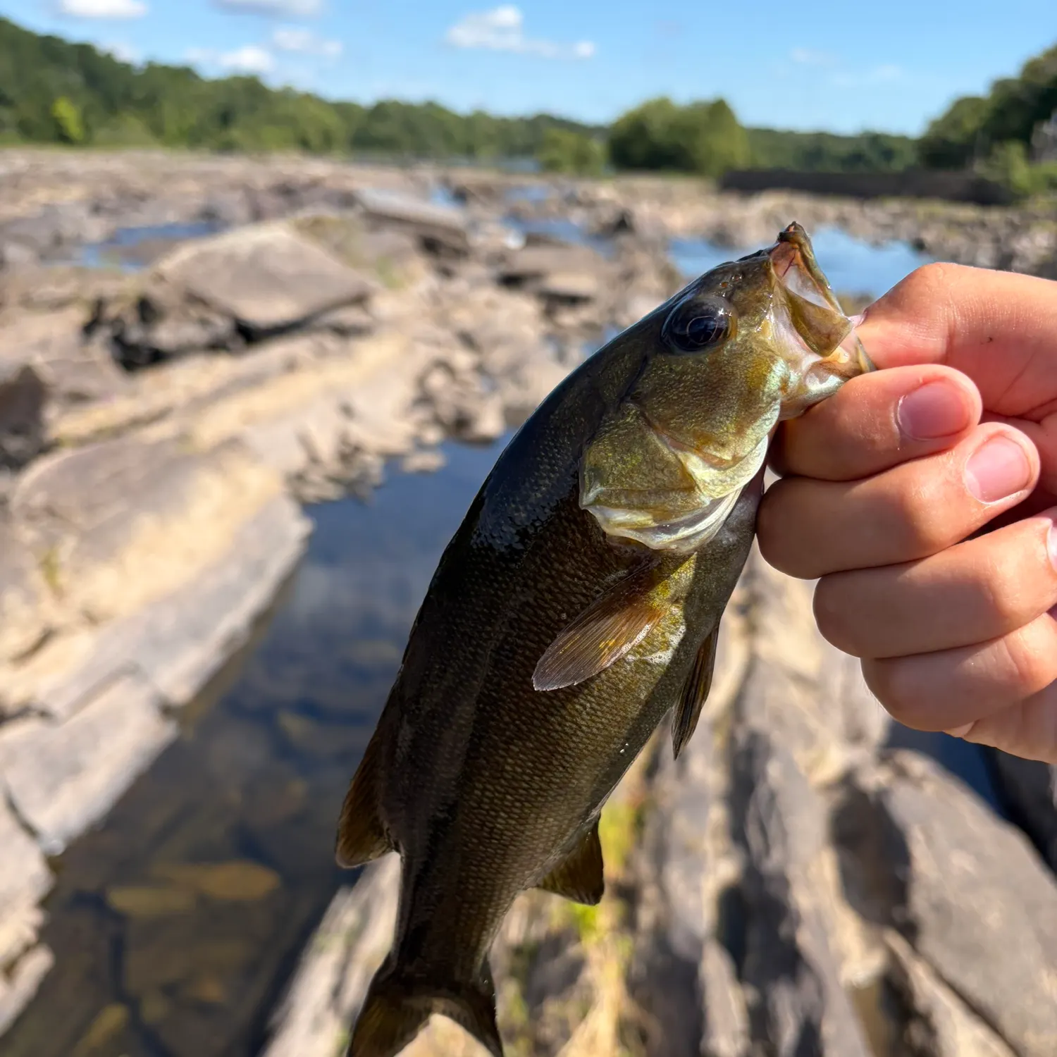 Smallmouth bass caught on Fishbrain