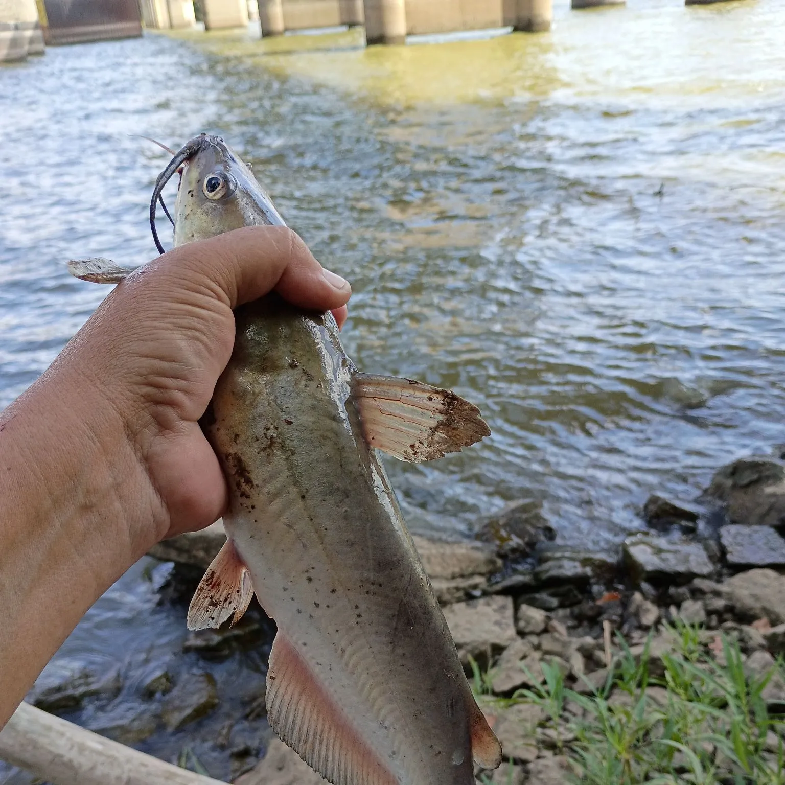 Channel catfish caught on Fishbrain