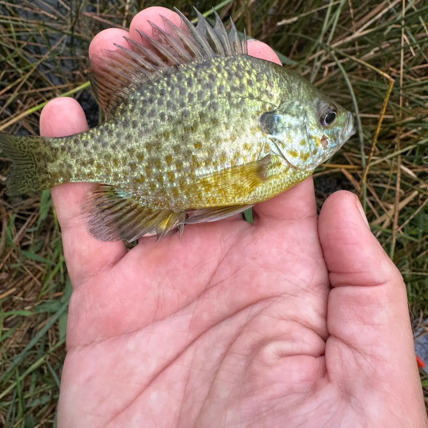 Pumpkinseed caught on Fishbrain
