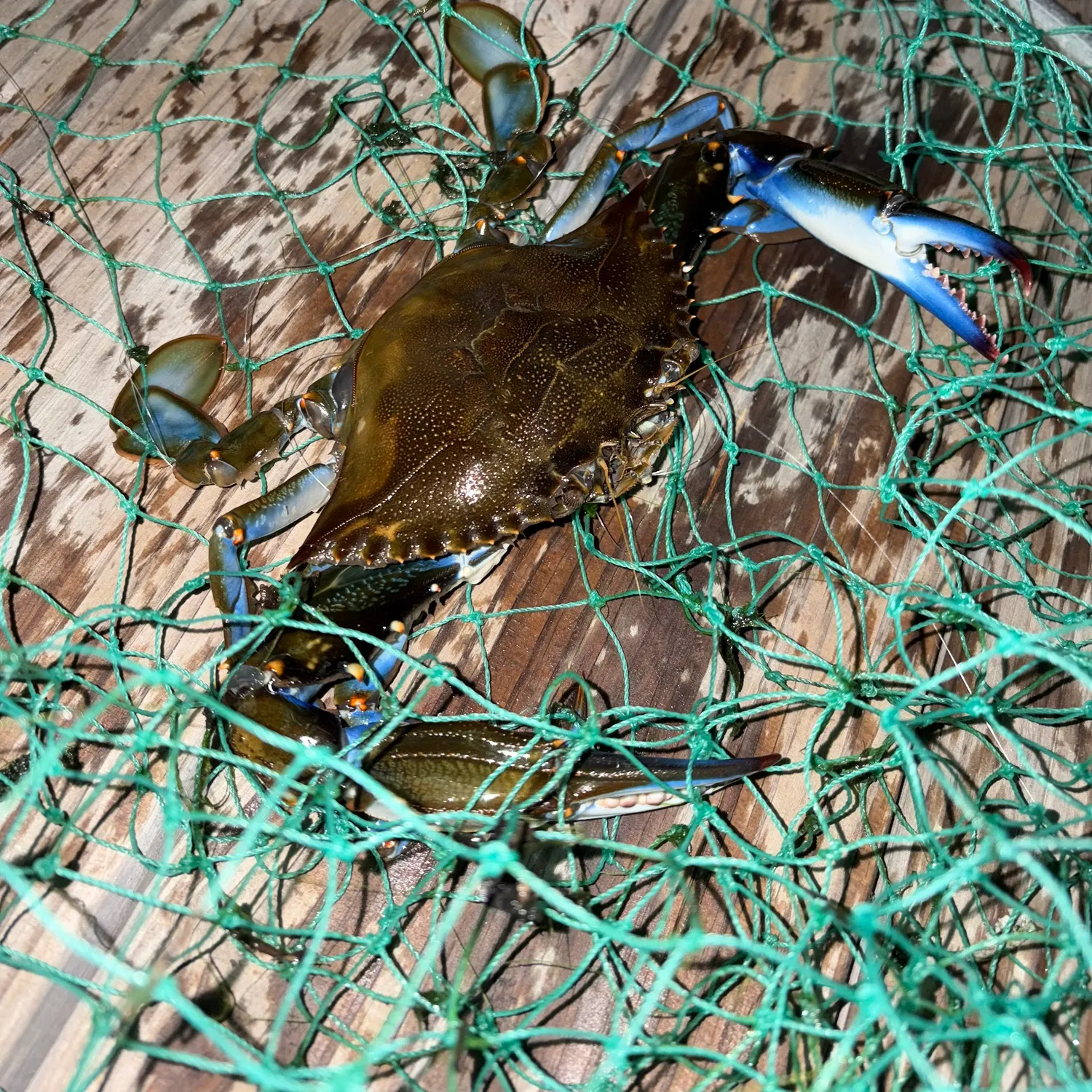 The most recent Blue crab catches on Fishbrain
