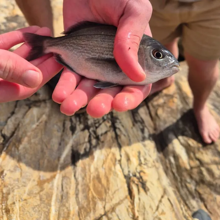 The most recent Hottentot seabream catches on Fishbrain