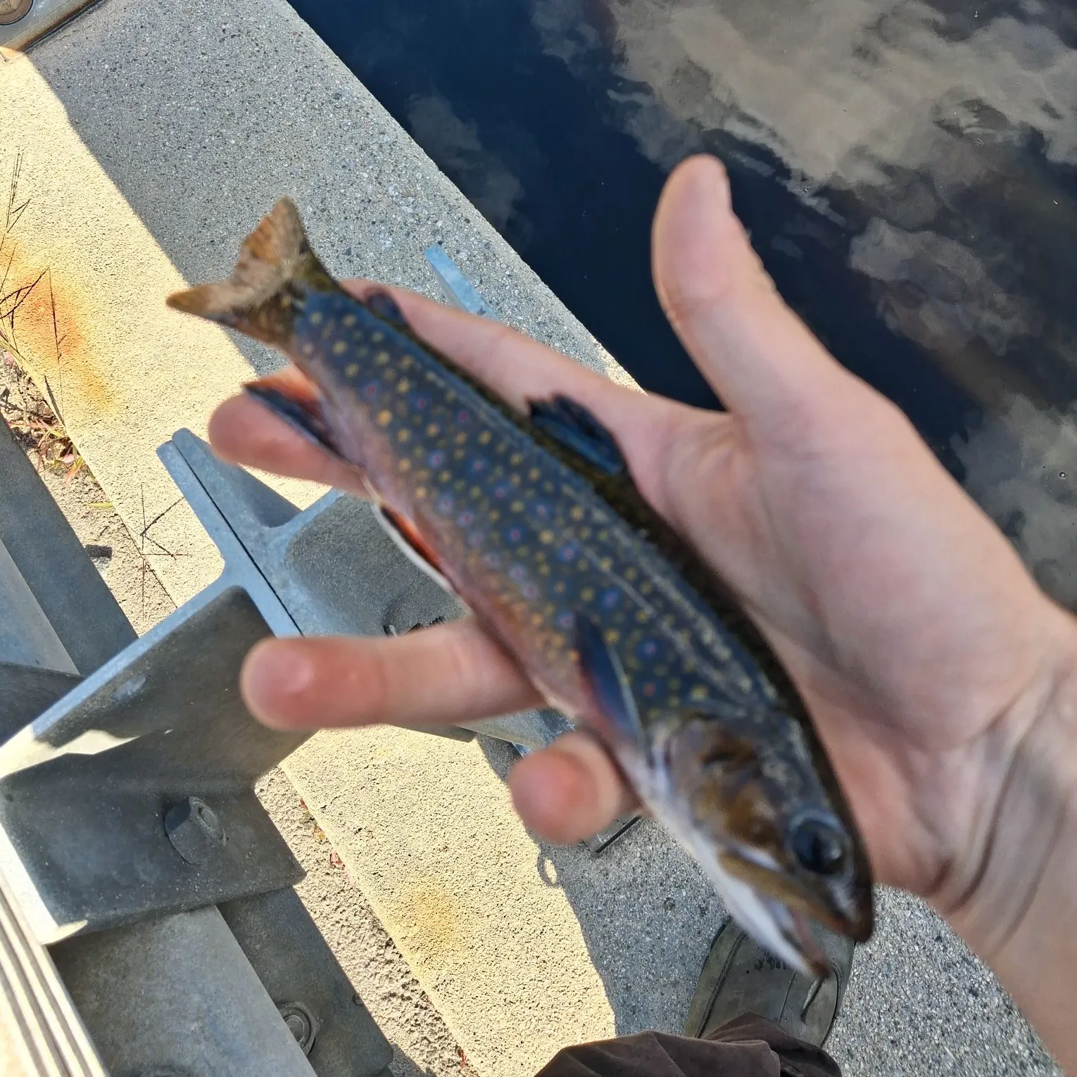 Brook trout caught on Fishbrain