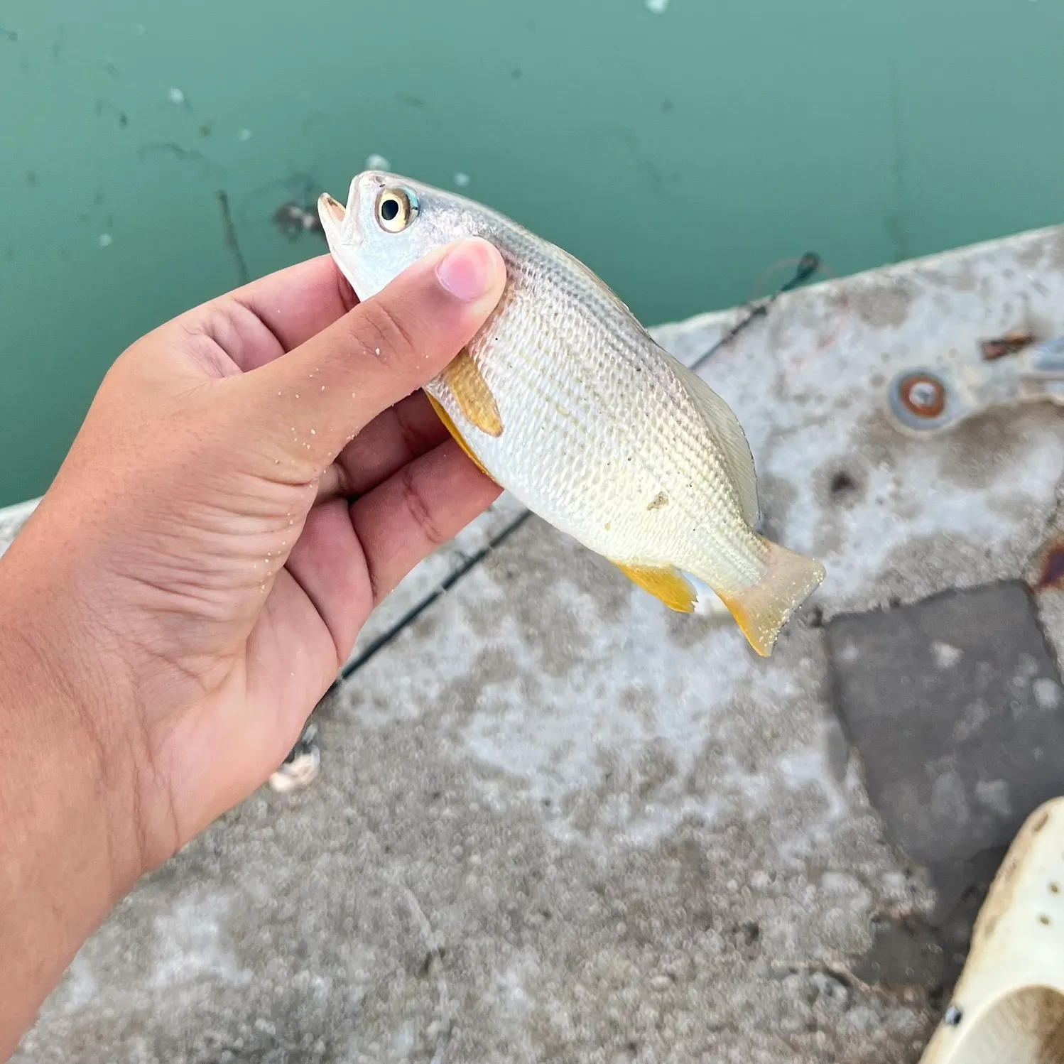 The most recent Yellowtail snapper catches on Fishbrain