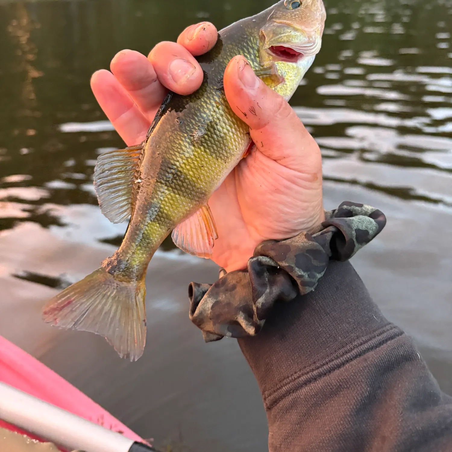 Yellow perch caught on Fishbrain