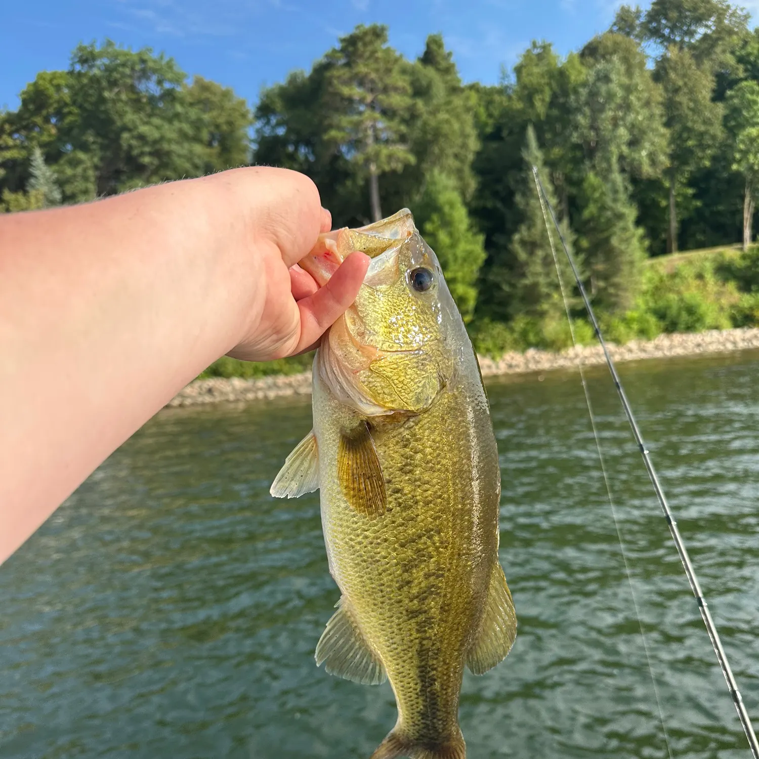 Largemouth bass caught on Fishbrain