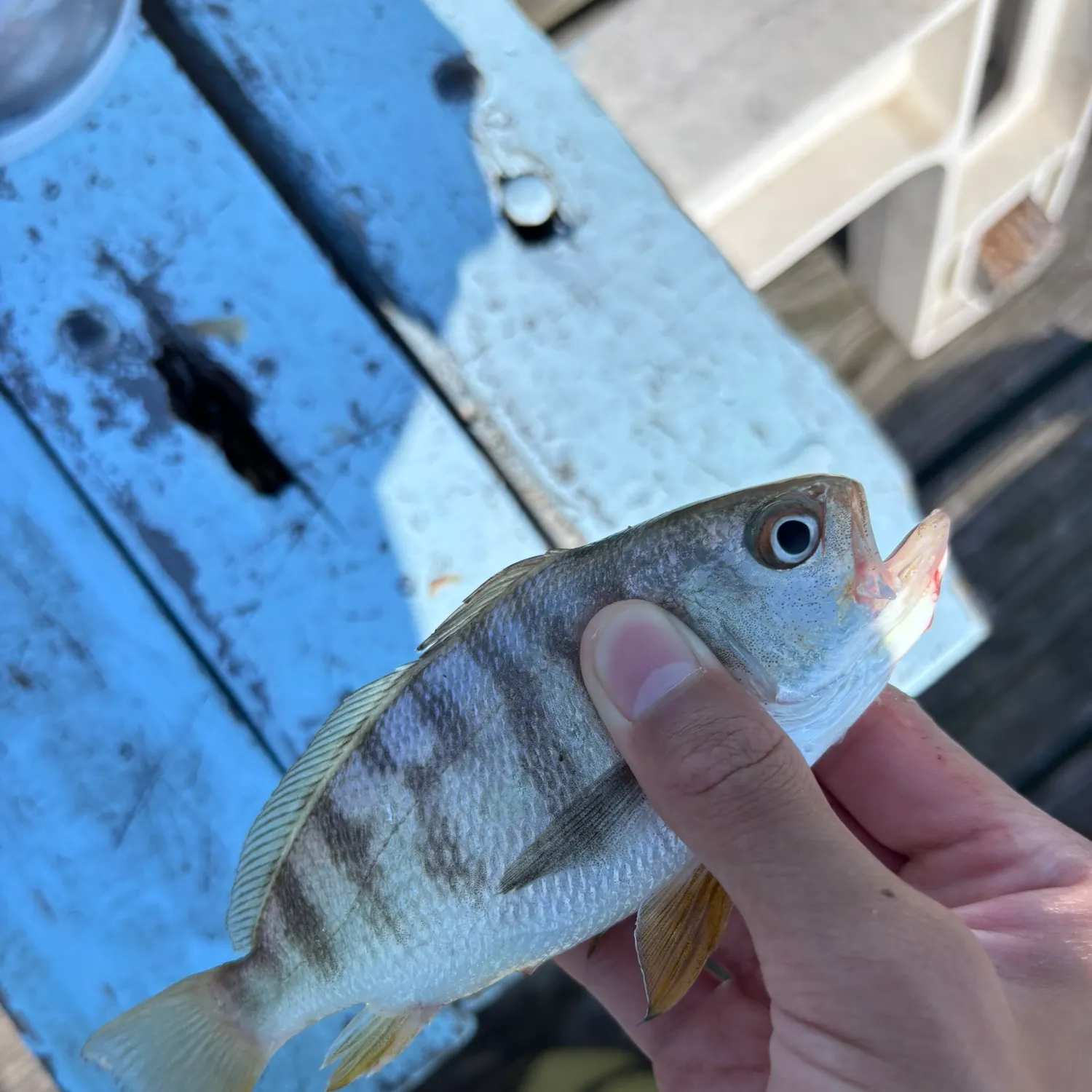 The most recent Banded drum catches on Fishbrain