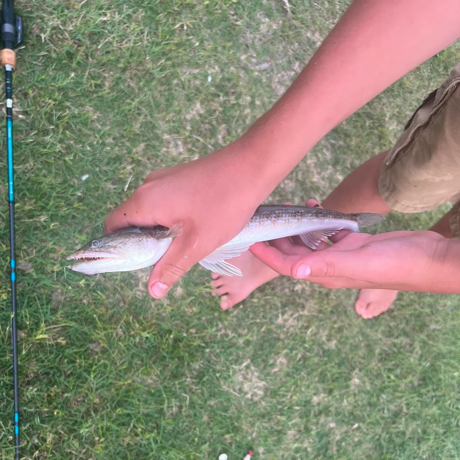 Inshore lizardfish caught on Fishbrain