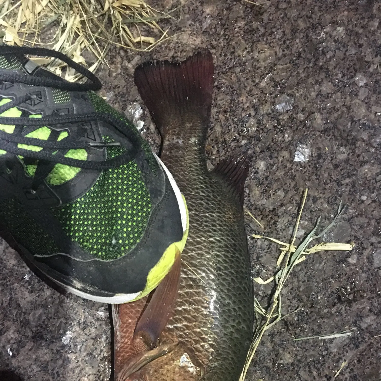 Mangrove snapper caught on Fishbrain