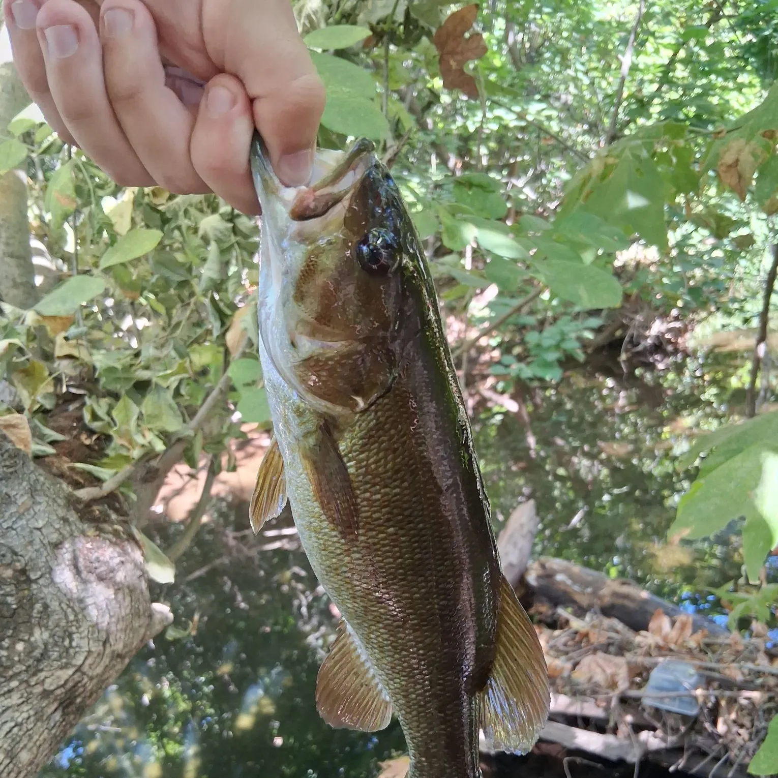 Smallmouth bass caught on Fishbrain