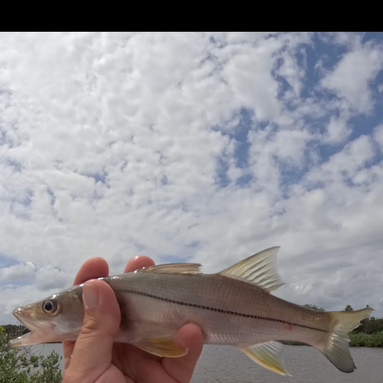 Common snook caught on Fishbrain