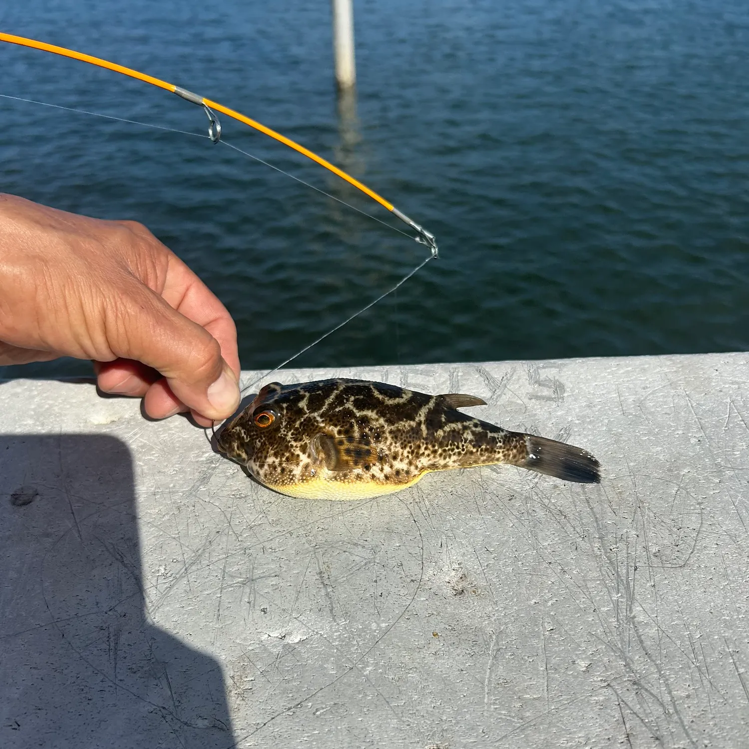 The most recent Checkered puffer catches on Fishbrain