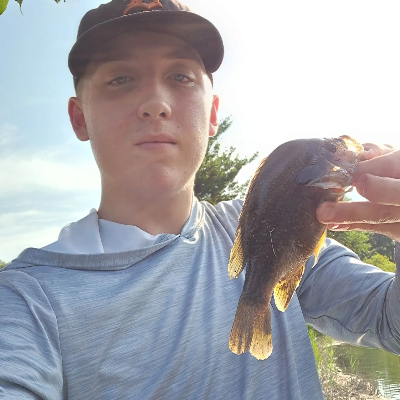 Greengill hybrid caught on Fishbrain