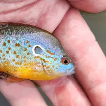 Orangespotted sunfish caught on Fishbrain