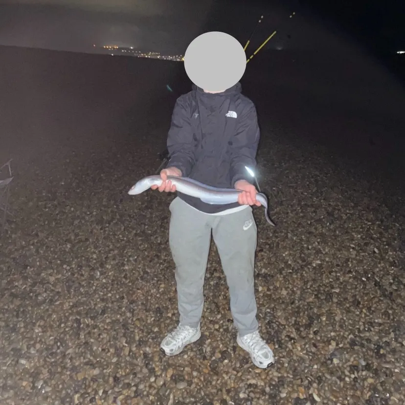 The most recent European eel catches on Fishbrain
