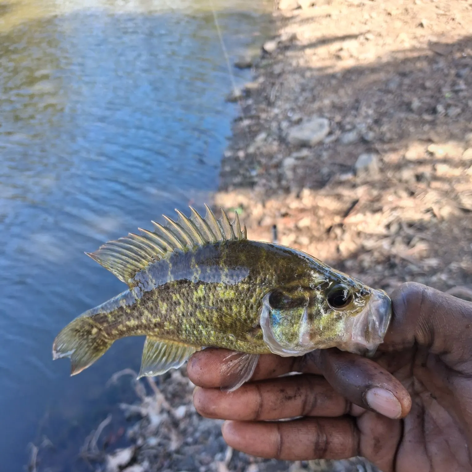 Warmouth caught on Fishbrain