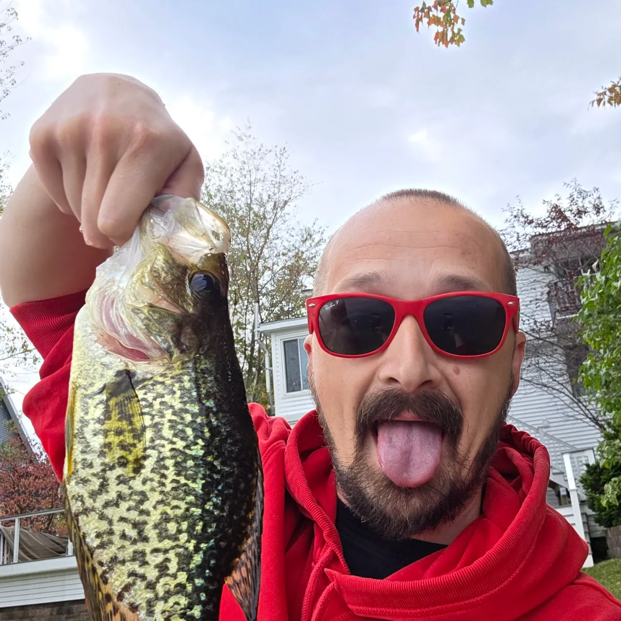 Black crappie caught on Fishbrain