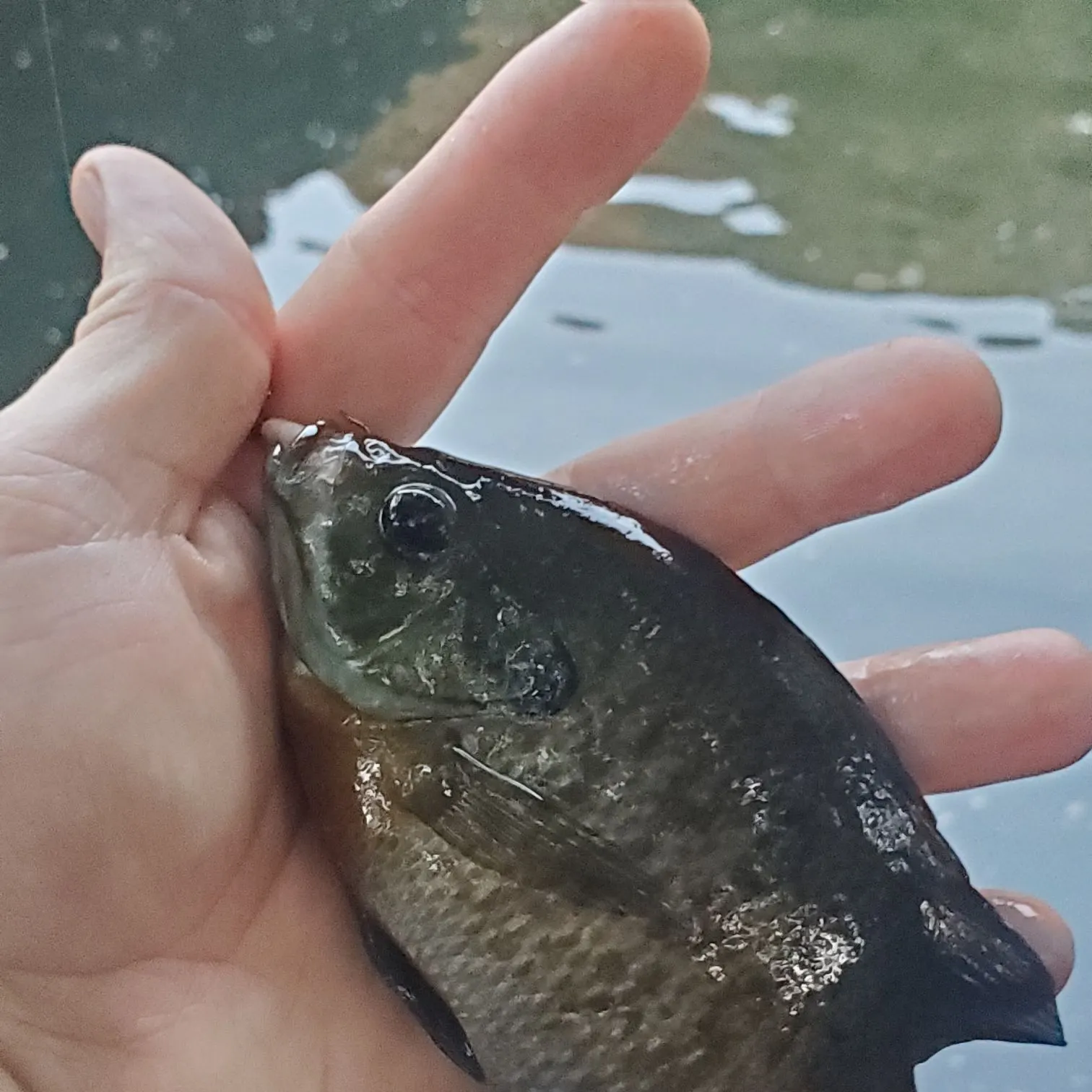 Bluegill caught on Fishbrain