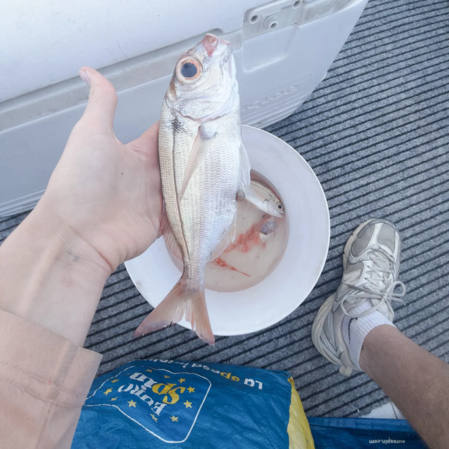 The most recent Gilthead seabream catches on Fishbrain