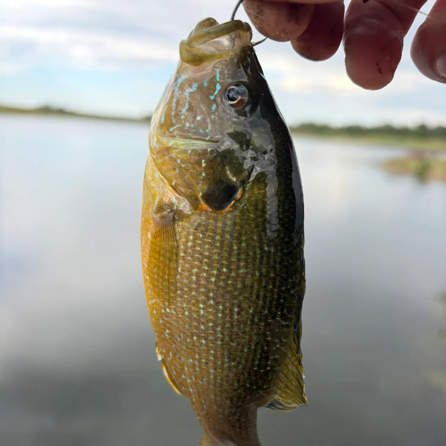 Green sunfish caught on Fishbrain
