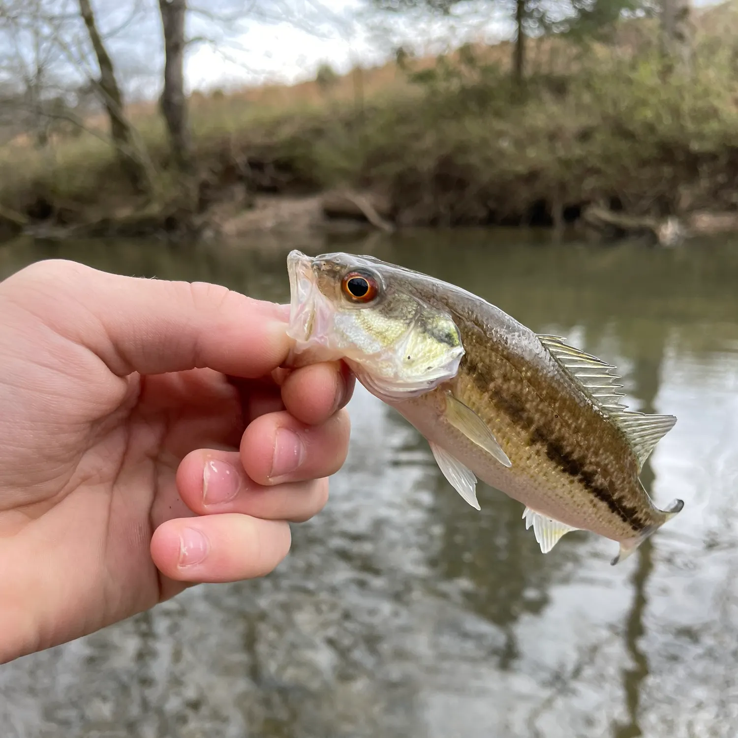 The most recent Redeye bass catches on Fishbrain