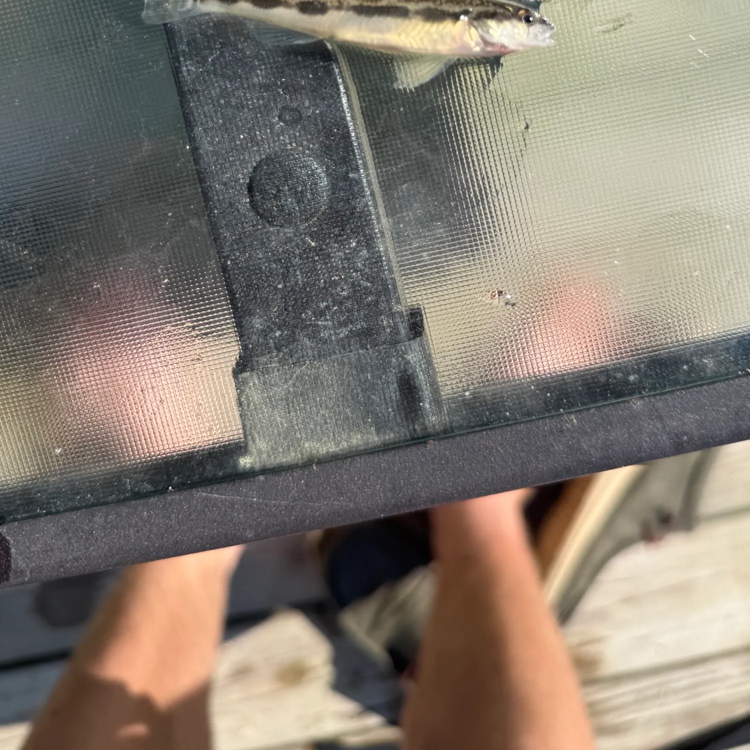 The most recent Blackside darter catches on Fishbrain