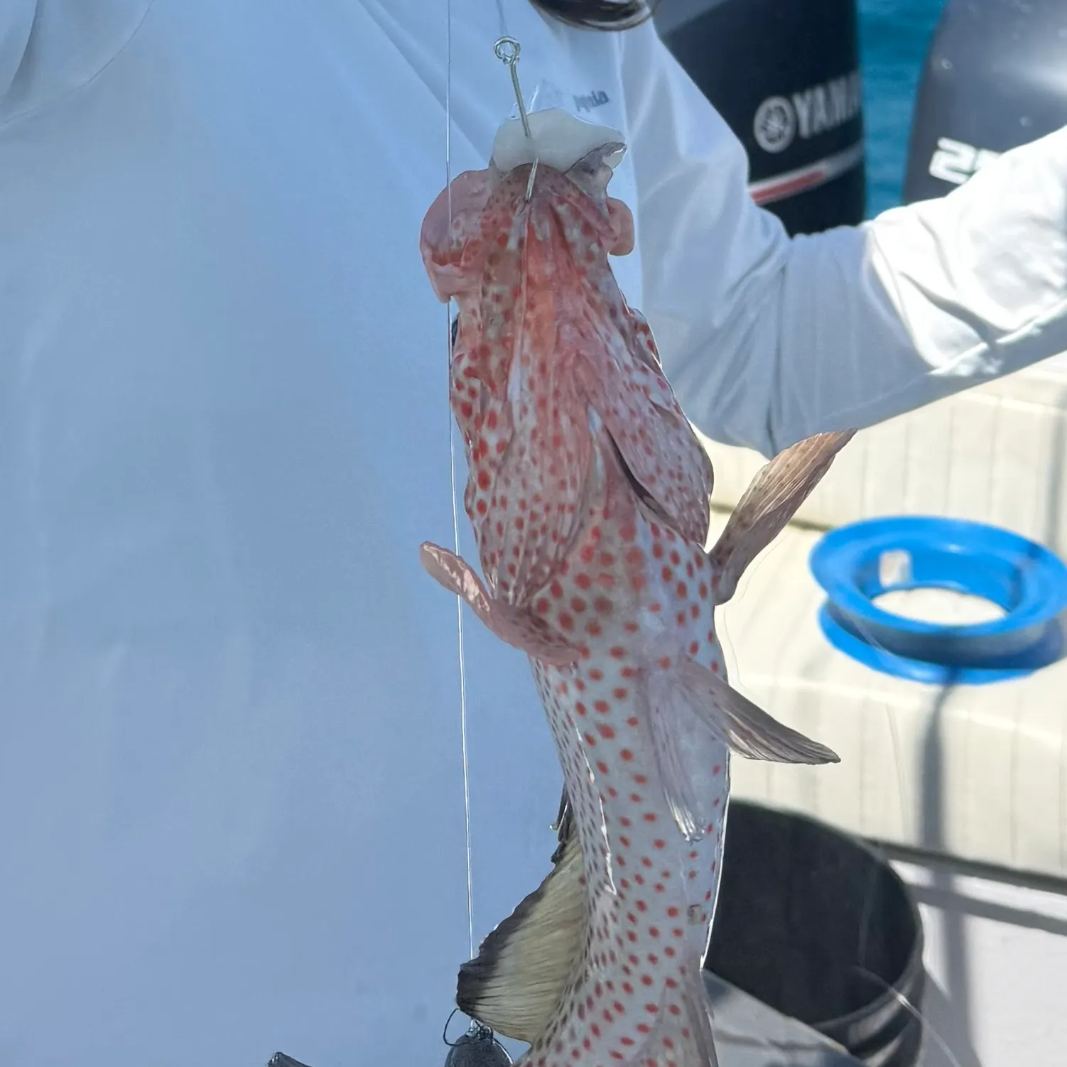 The most recent Red hind grouper catches on Fishbrain