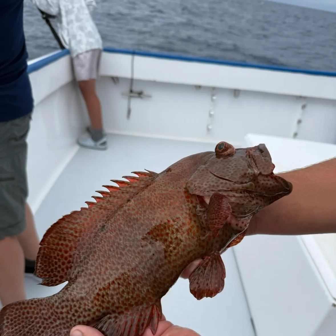 The most recent Strawberry hind catches on Fishbrain