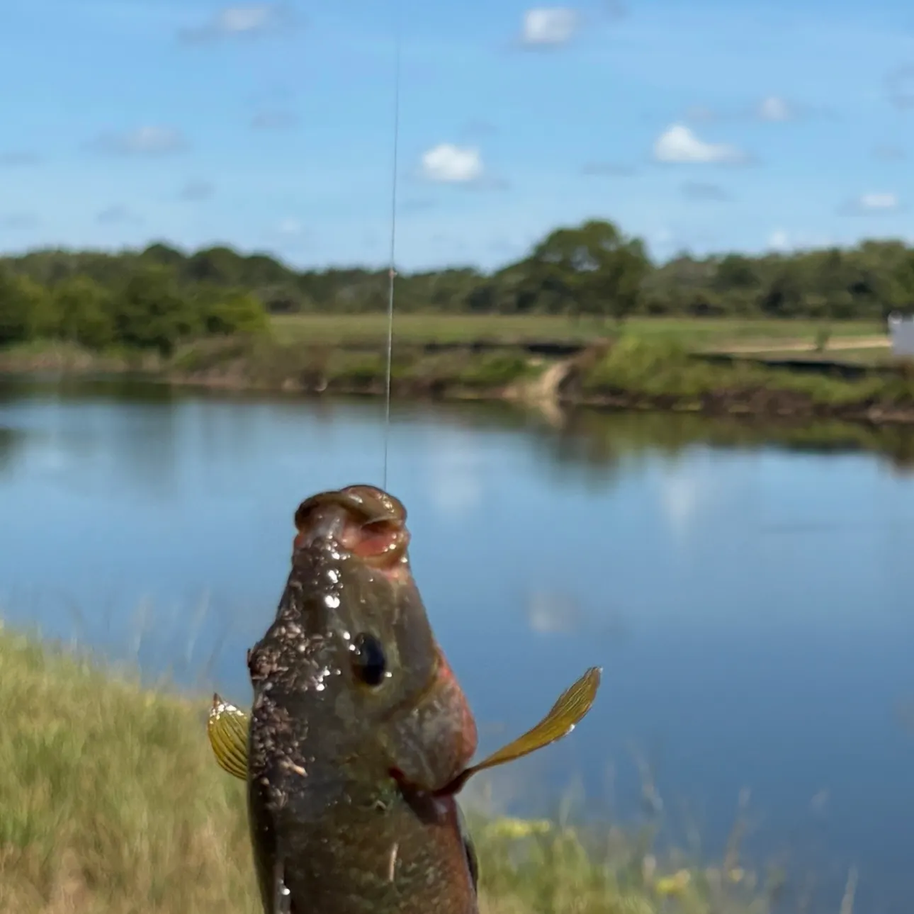 Mayan cichlid caught on Fishbrain