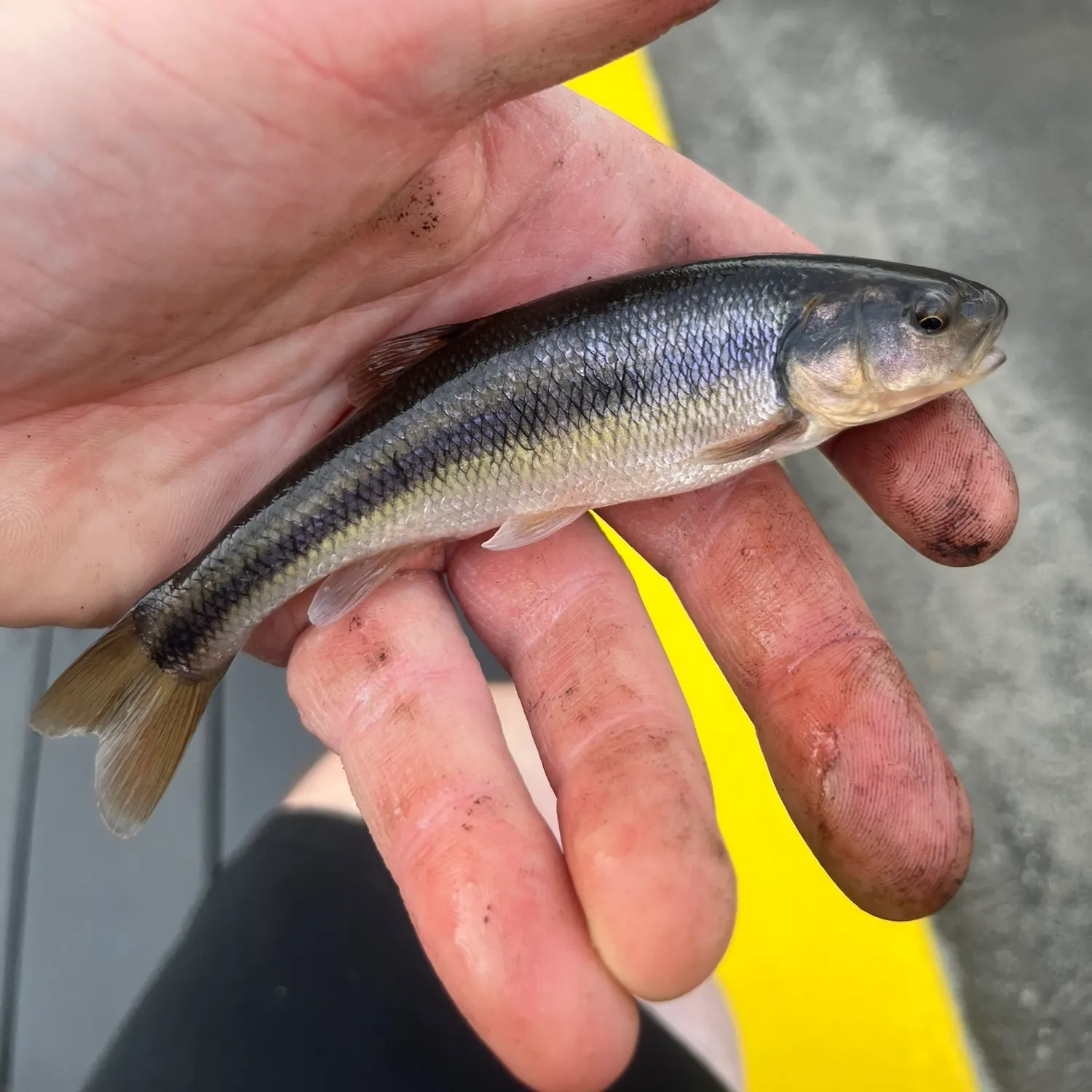 Creek chub caught on Fishbrain