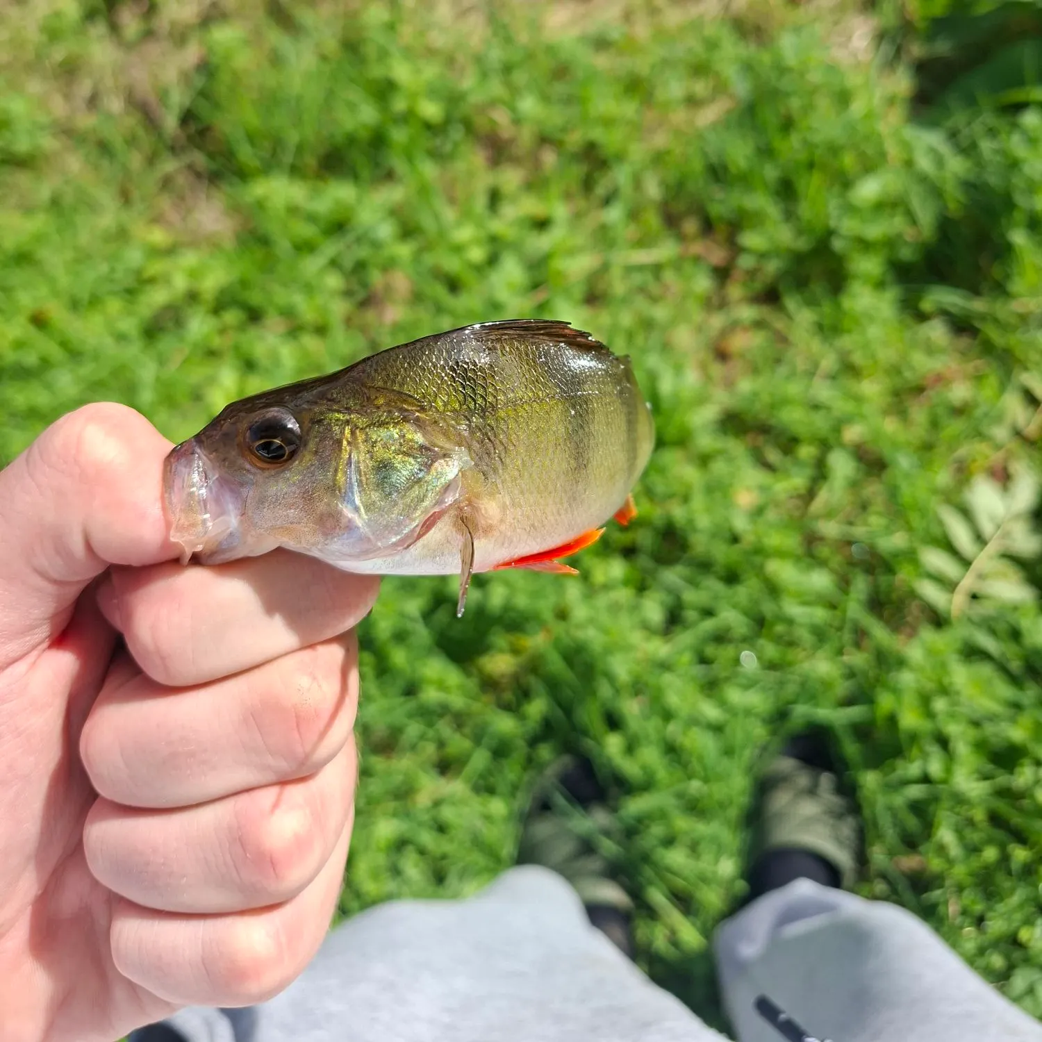 European perch caught on Fishbrain