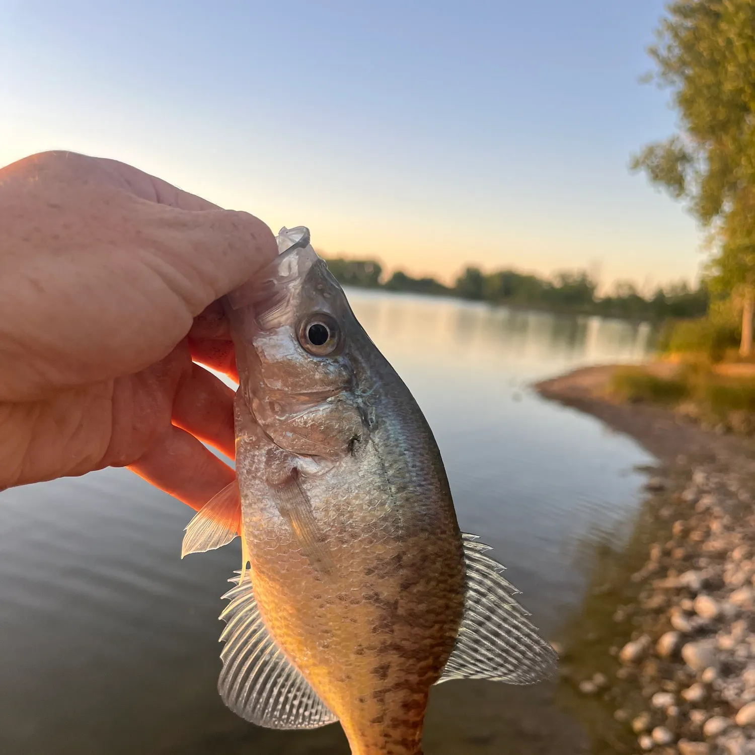 White crappie caught on Fishbrain
