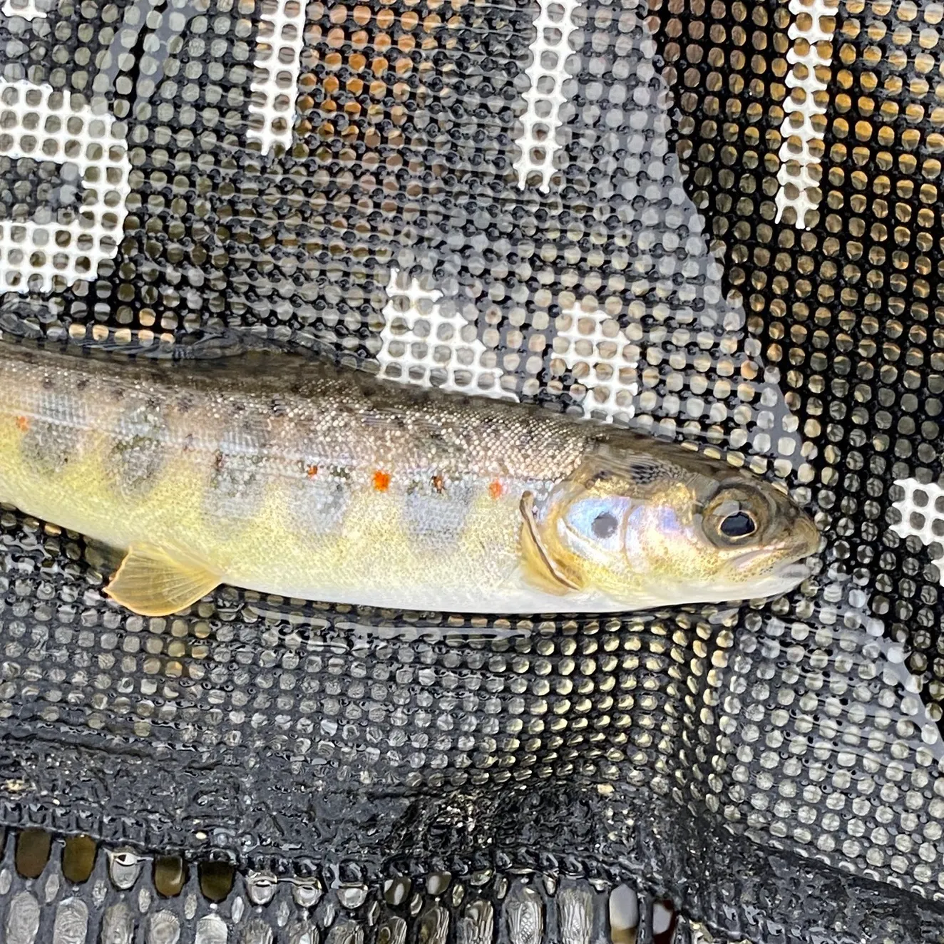 Atlantic salmon caught on Fishbrain