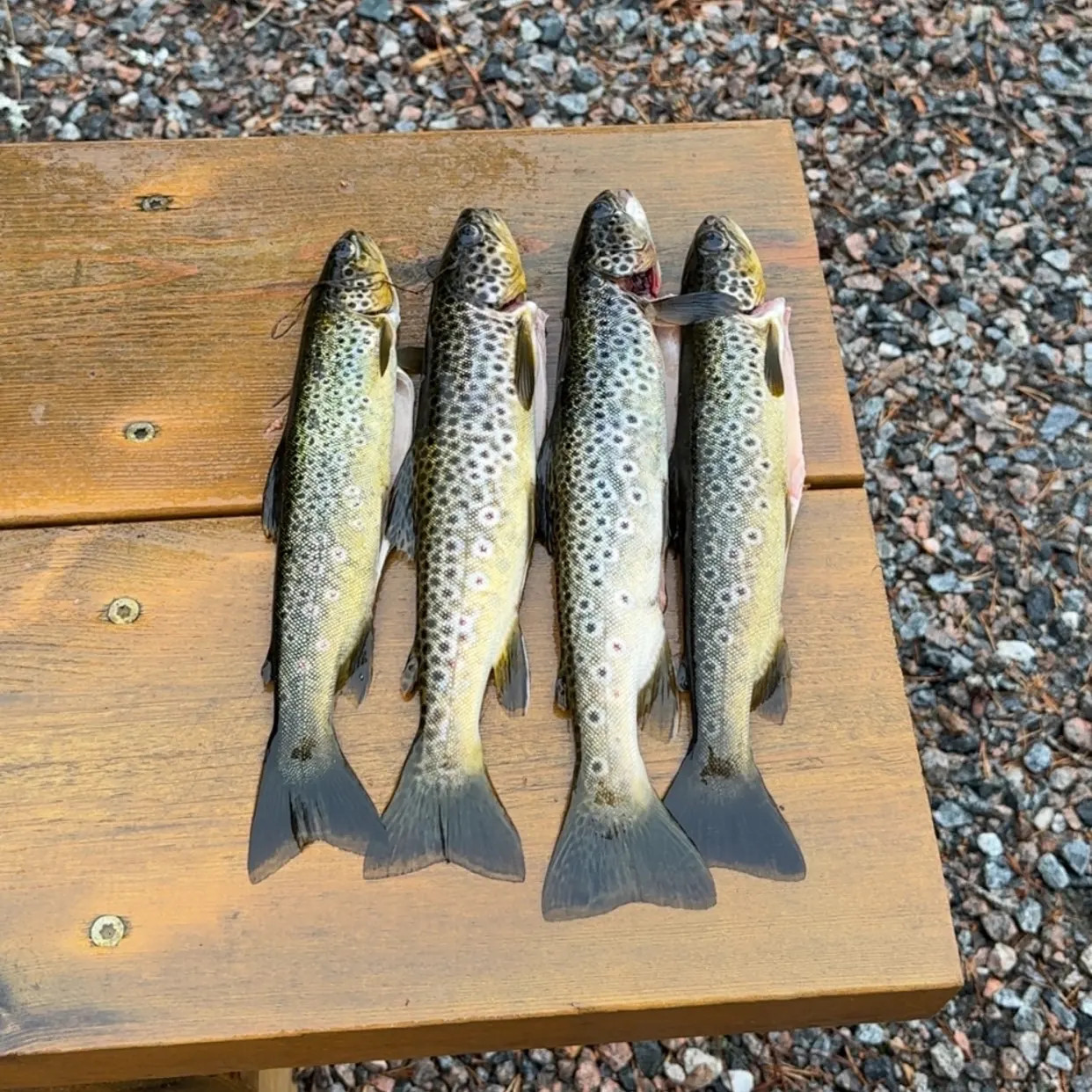 recently logged catches