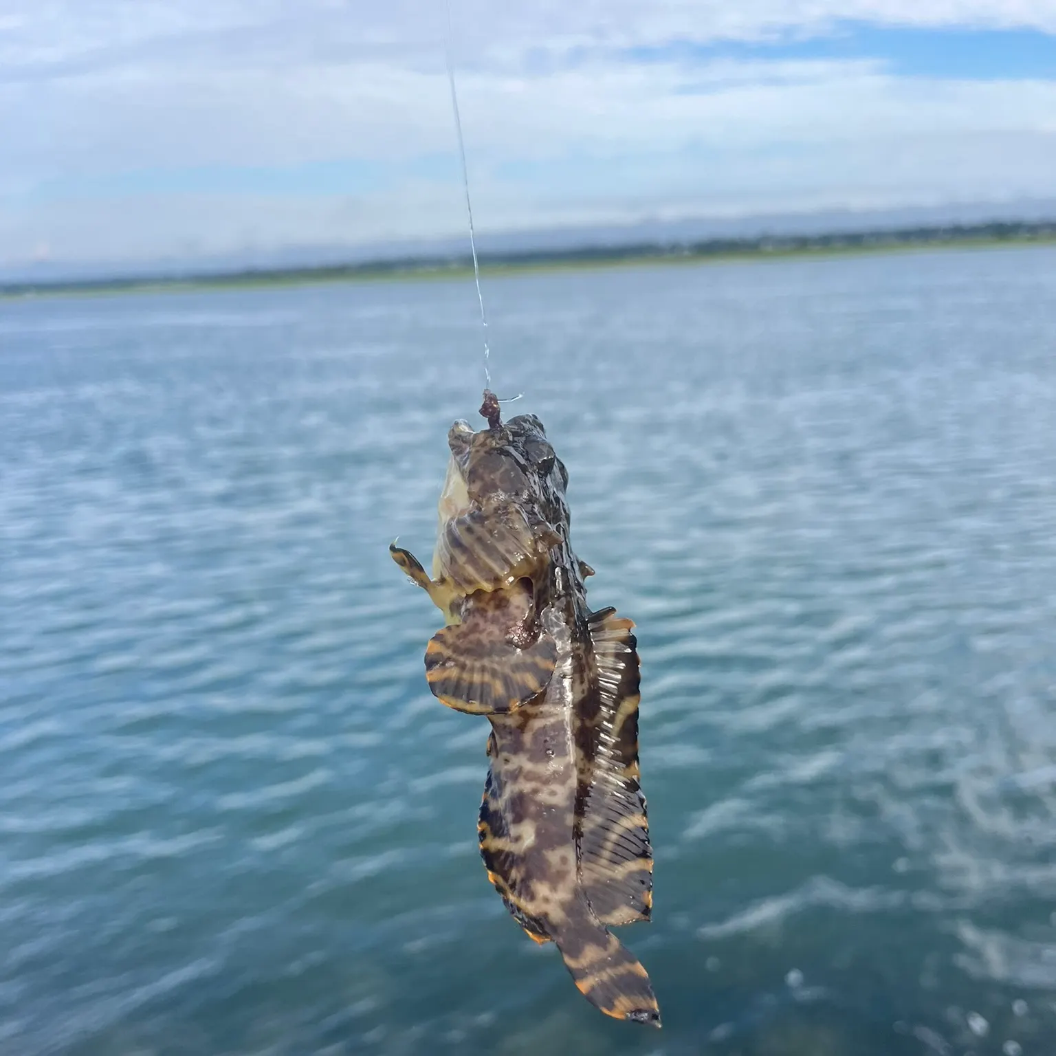 The most recent Oyster toadfish catches on Fishbrain
