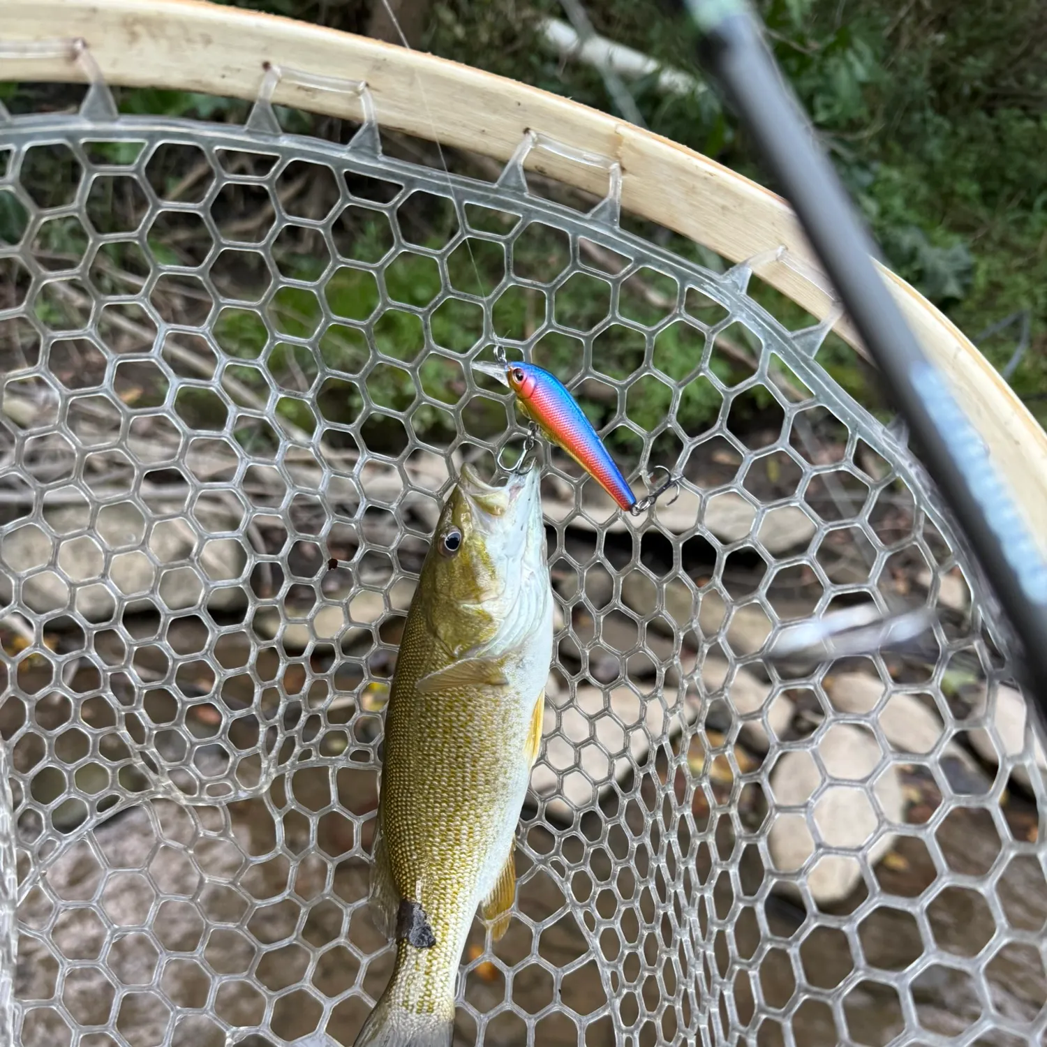 Smallmouth bass caught on Fishbrain