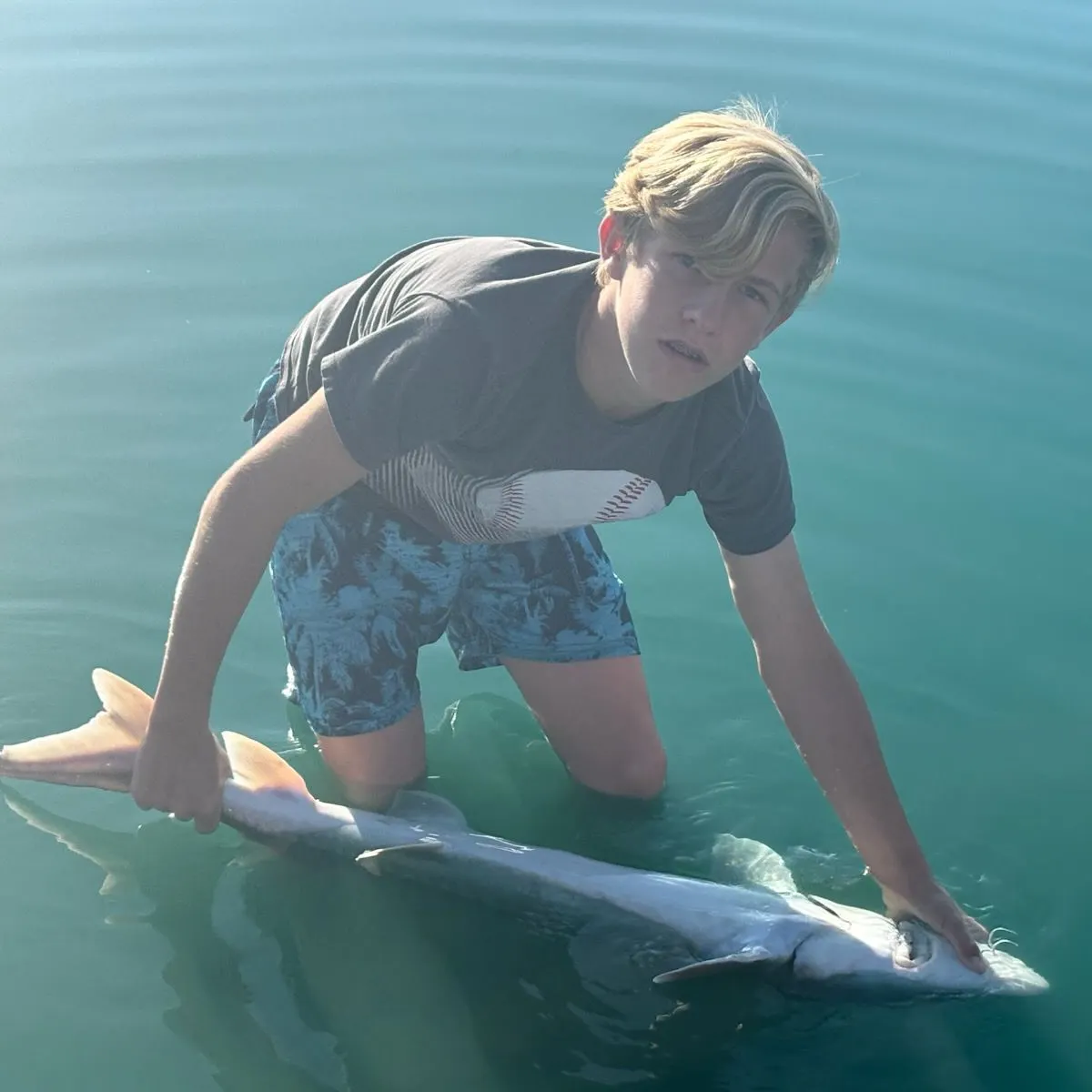 White sturgeon caught on Fishbrain