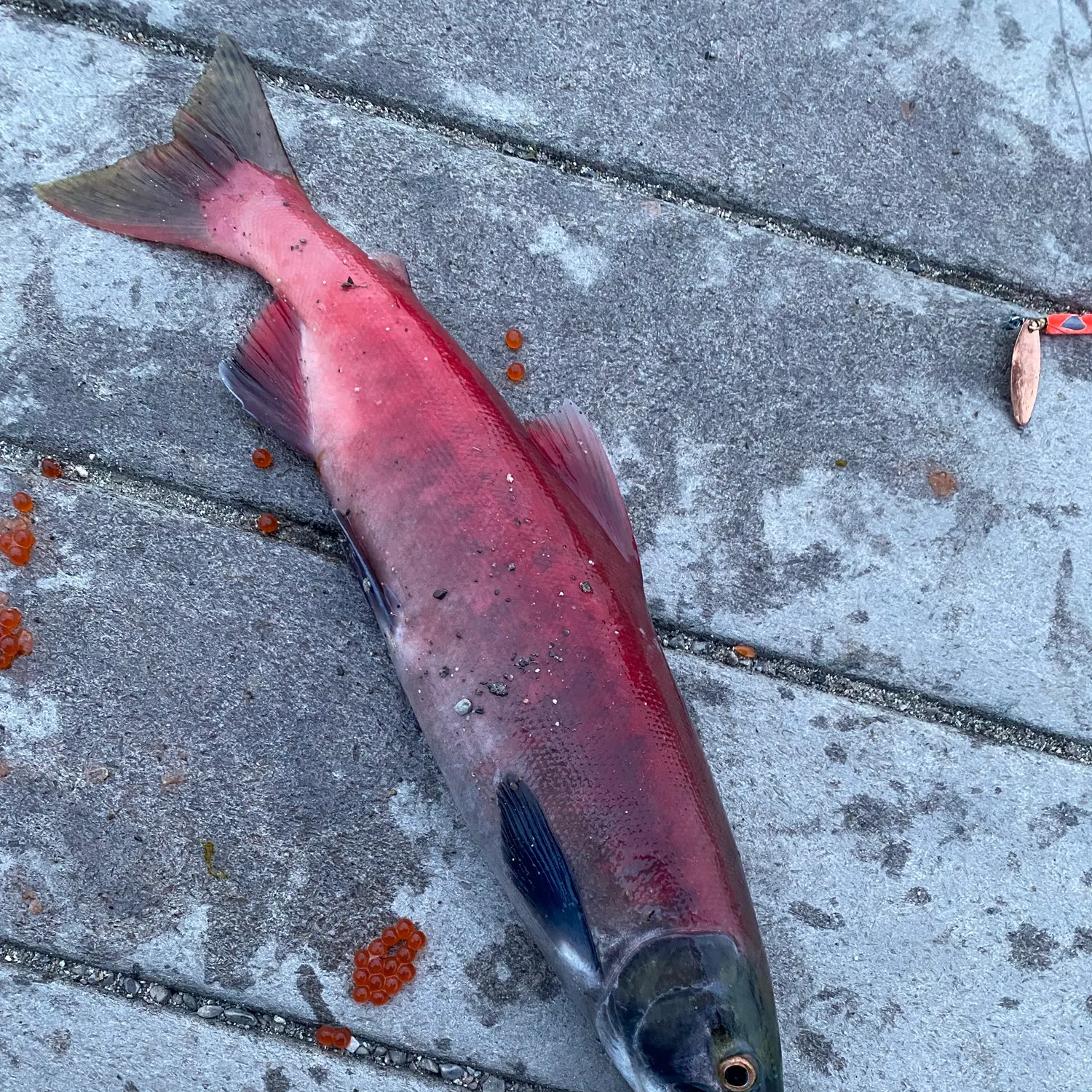 Kokanee salmon caught on Fishbrain
