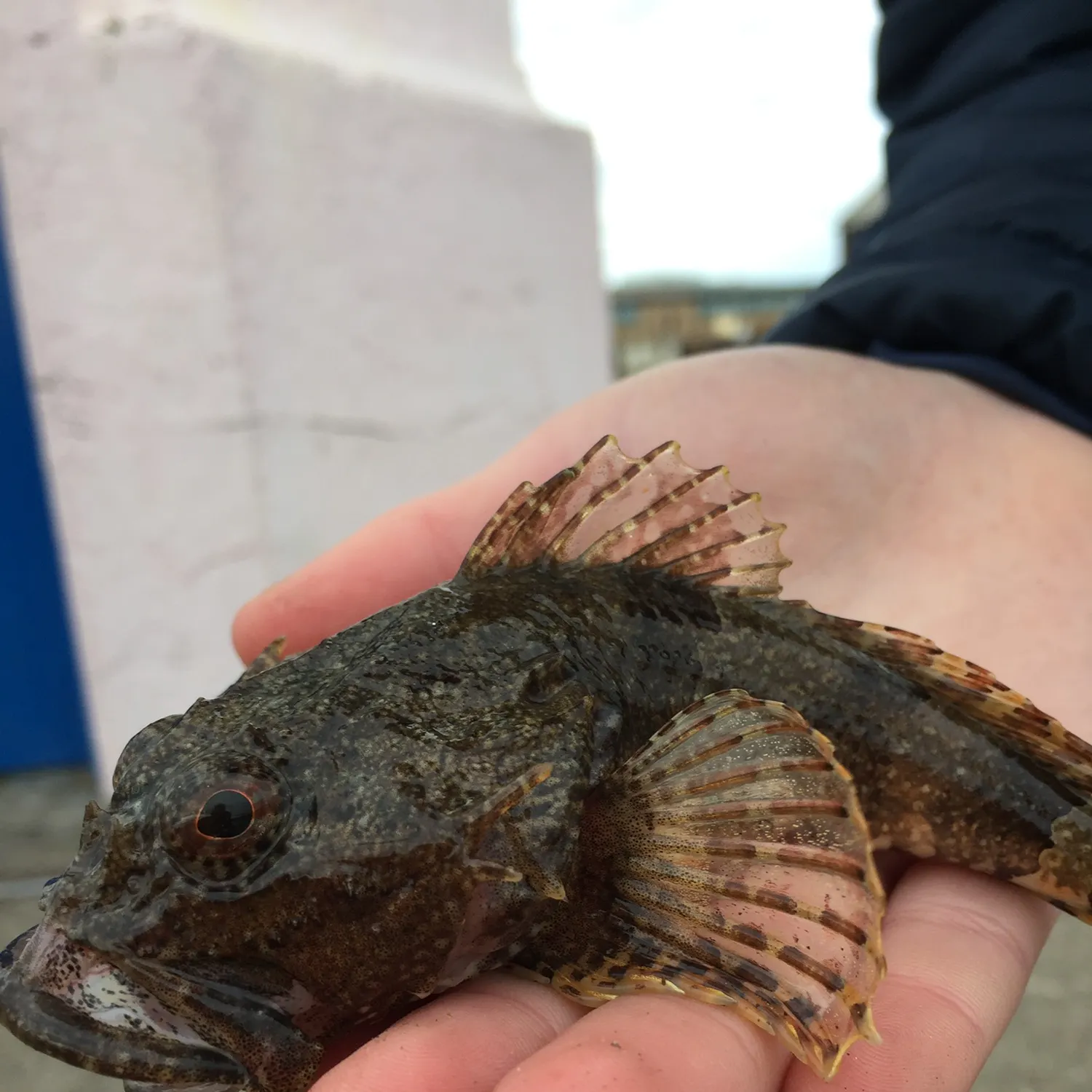 The most recent Longspined bullhead catches on Fishbrain