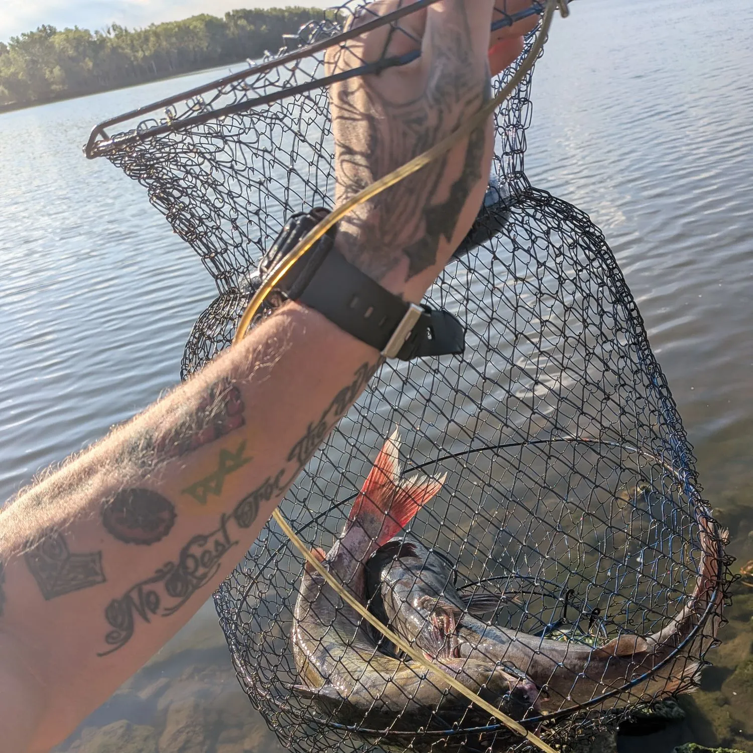 Channel catfish caught on Fishbrain